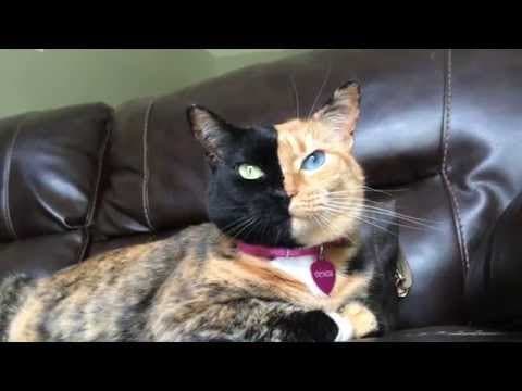 Venus the two-faced cat - up close and purring