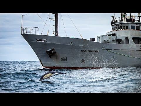 Wildlife at Sea - Our Clients