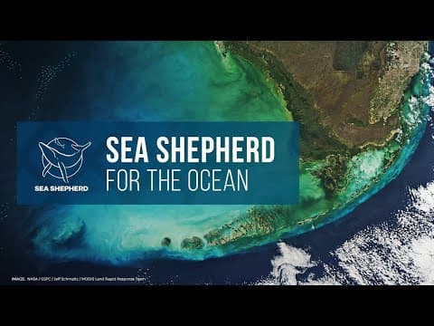 Sea Shepherd Global: For The Ocean