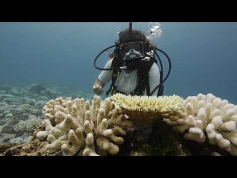 The Indian Ocean reef die-off