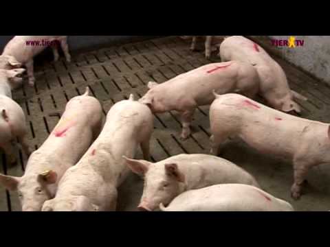 Schweinemuseum (TIER.TV)