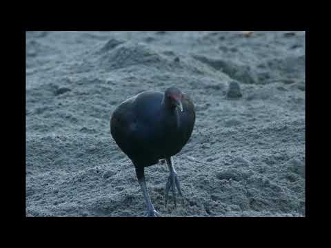 The megapodes of savo