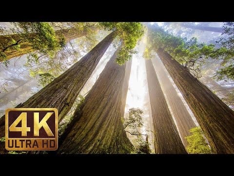 The tallest trees on Earth