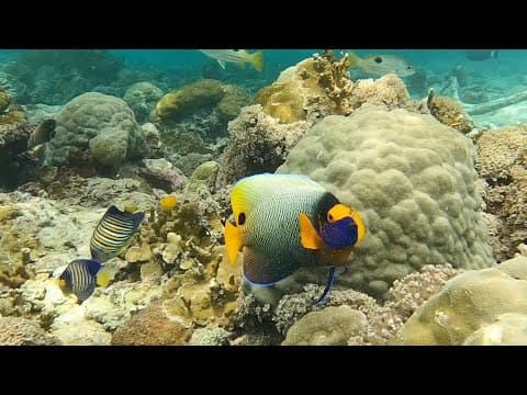 Snorkeling at Uepi Island- Solomon Islands