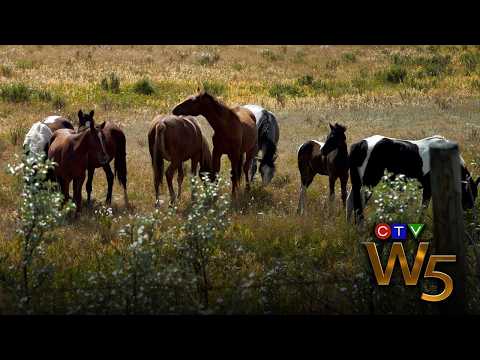 Alberta’s controversial plan to control and cull wild horses in the province | From the Archives