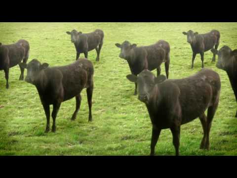 61 · cows & cows & cows