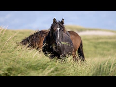 150 Sable Island wild horses died last winter, Parks Canada reports
