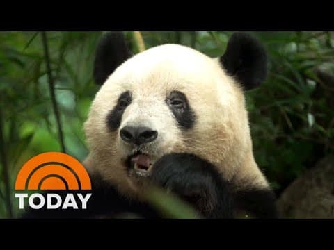 Where every panda begins