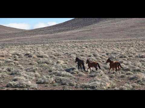 Utu Utu Gwaitu Paiute Tribe Sues Fed. Gov. To Halt Planned Removal Of Wild Horse & Burrow Herds