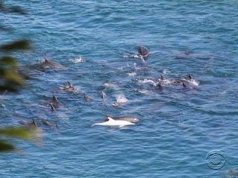 Japanese dolphin roundup controversy