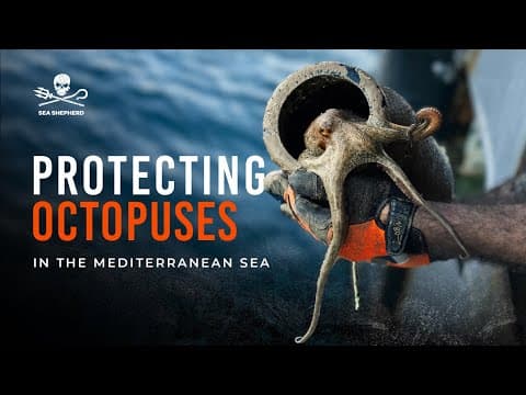 Protecting Octopuses in Italy for the Mediterranean Monk Seals