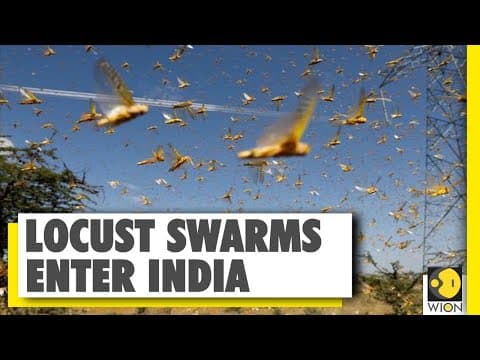 The recurring locust threat