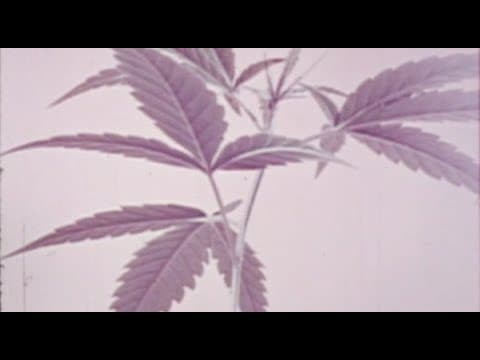 Weed (1971)