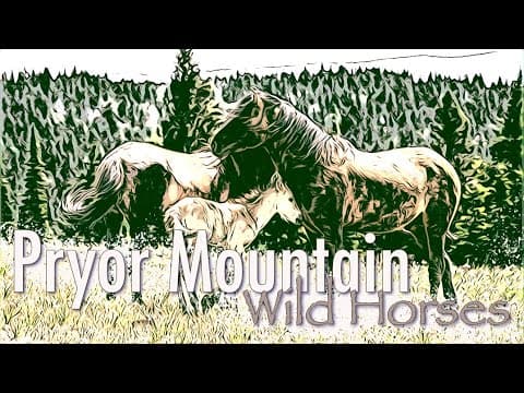 Pryor Mountain Wild Horses, a 3 minute look into their life on the Mountain. Save our Wild Horses!