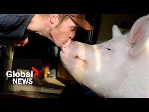 Esther the Wonder Pig dies peacefully after years cancer-free, owner says