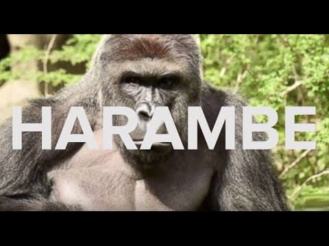 Harambe Meme Explosion Explained