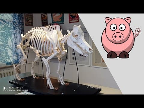 SchweineMuseum Stuttgart