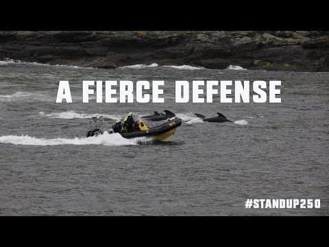 A Fierce Defense