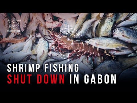 Shrimp Fishing SHUT DOWN in Gabon