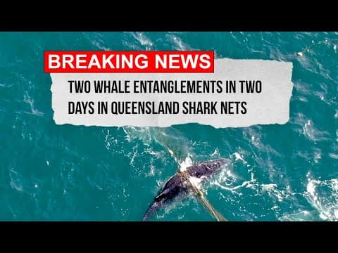 Two whale entanglements in two days in Queensland shark nets