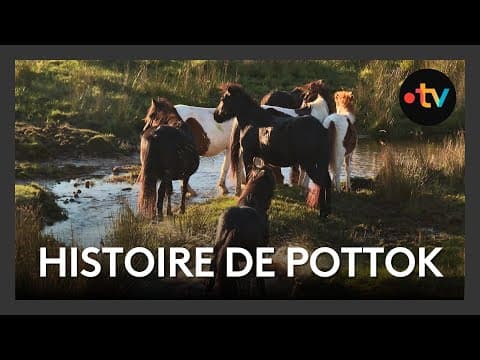 Pastore Lore : l'histoire de Pottok