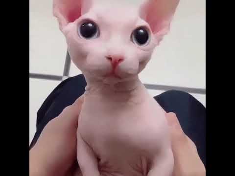 bingus