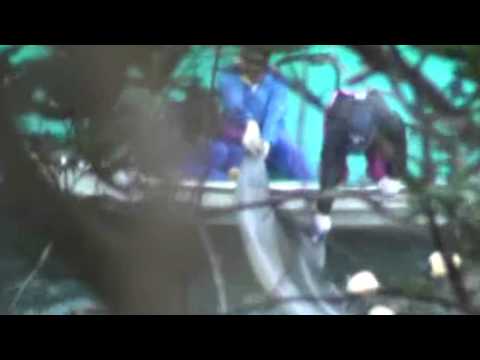 Dolphin struggles in fishermans net in Taiji, Japan January 12, 2010