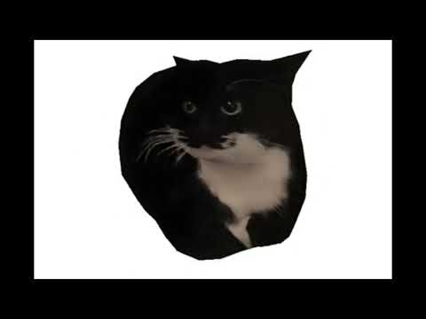 Maxwell the Spinning Cat