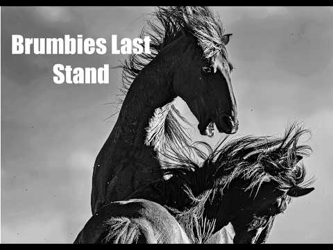 Wild Brumbies - The beauty of these incredible animals and how they have been betrayed by man.