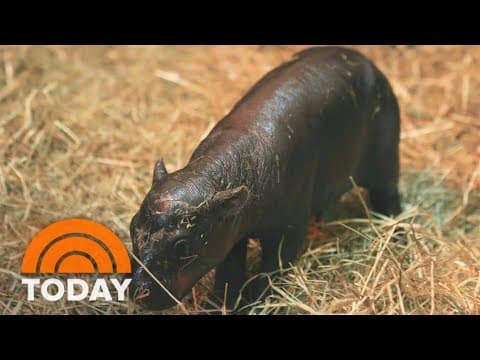 Moo-ve over Moo Deng! There's a new baby pygmy hippo in town