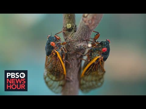 Brood X: What to Expect After 17 Years Underground