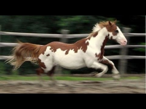 America's First Horse Hidalgo and the Spanish Mustang