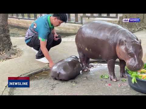 MNRE Assures Proper Care for Moo Deng Amid Allegations from PETA