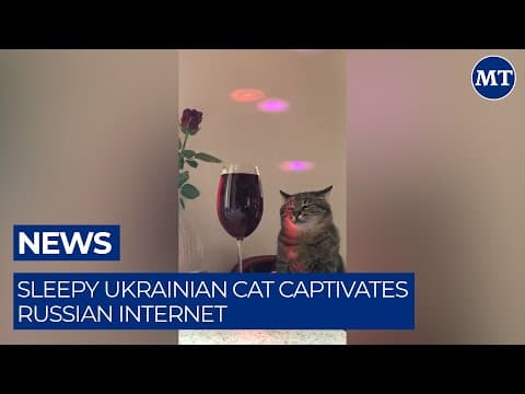 Sleepy Ukrainian Cat Captivates Russian Internet