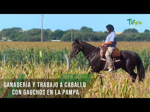 Ganadería y trabajo a caballo con Gauchos en la Pampa - TvAgro por Juan Gonzalo Angel Restrepo