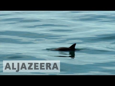 Saving the almost extinct vaquita porpoise