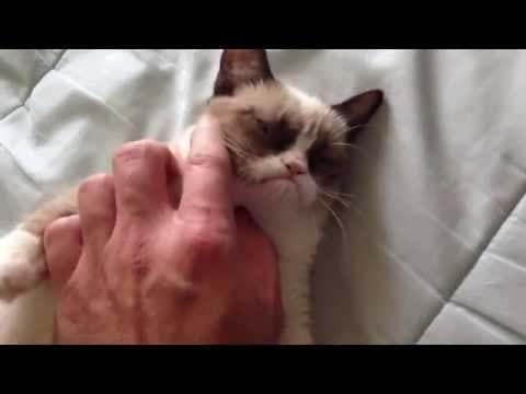 The original Grumpy Cat
