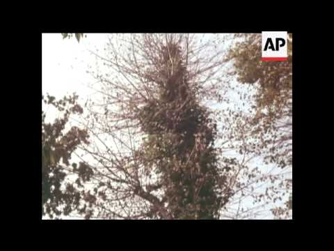 Dutch elm disease