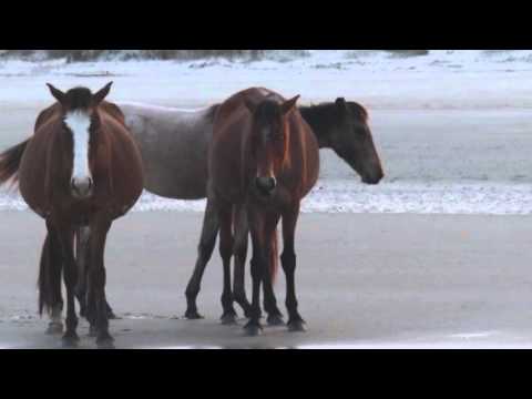 The Wild Horses of Cumberland