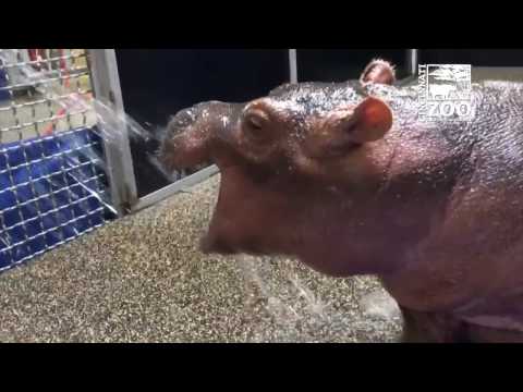 Premature Baby Hippo Fiona Playing in Water Spray - Cincinnati Zoo