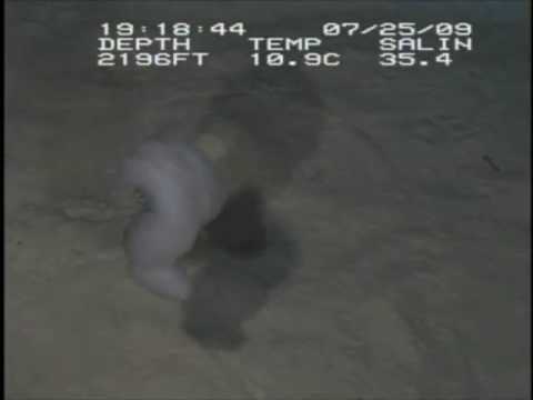 Bioluminescence 2009: "How To Capture A Sea Cucumber"