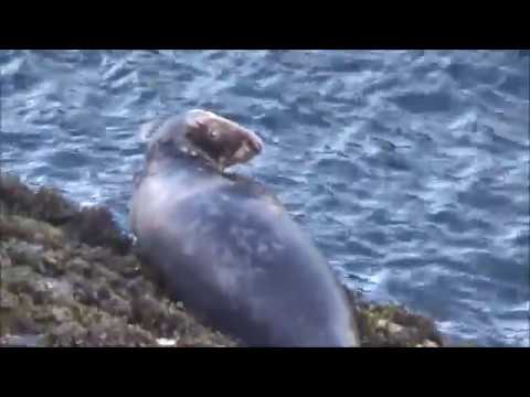 ANWP Wildlife Seals and Birds on The Isle of Mann