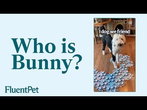 Who is Bunny The Talking Dog? An Interview with Alexis Devine