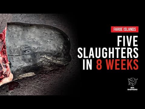 Alarming Numbers: Five Slaughters in Eight Weeks in the Faroe Islands