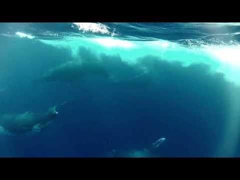 Why We Defend Oceans - Sea Shepherd Conservation Society