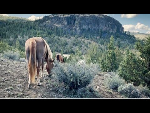 Pass SAFE Act Now- a film by Skydog Sanctuary & This Mustang Life