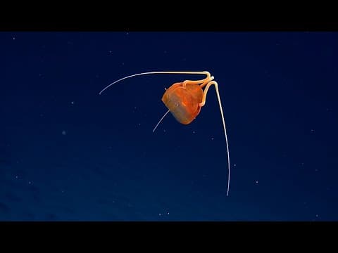 Mysterious Jellyfish Found in Remote Pacific Depths | Nautilus Live