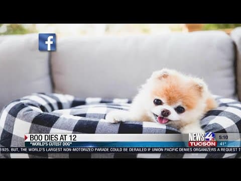 Facebook followers mourn the loss of Boo the Pomeranian