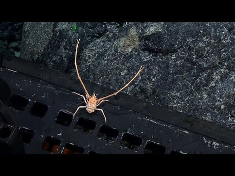 Hitchhiking Squat Lobster, Deep Sea Fish, and a Bunch of Brisingids | Nautilus Live
