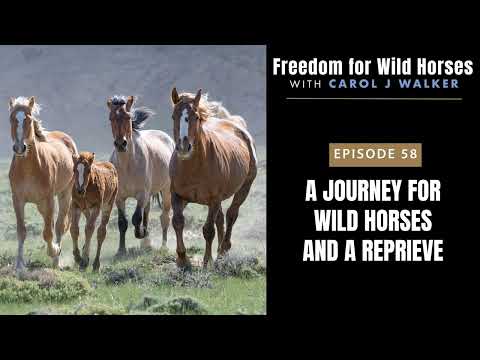 58. A Journey for Wild Horses and a Reprieve